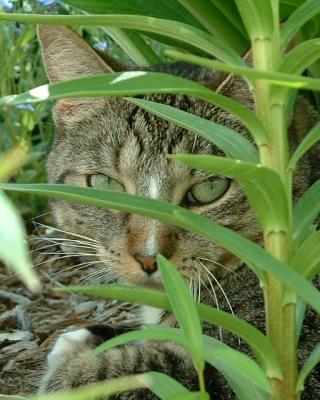 Gypsy the Garden Tiger