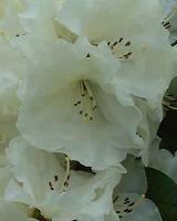 Rhododendron Rothenburg